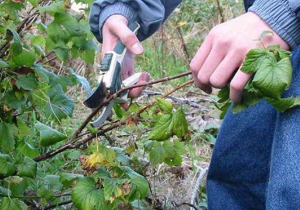 currant pruning