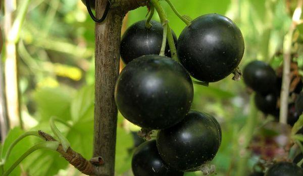 bayas de grosella