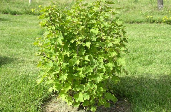 buisson dans le jardin