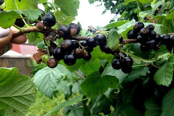 bush with fruits