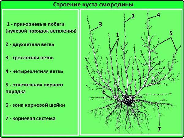 bush structure