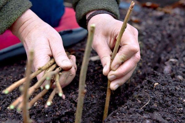 currant cuttings