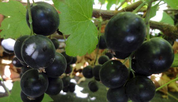 branch with fruits