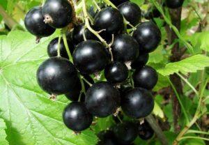 Description and characteristics of the Venus currant variety, cultivation and care