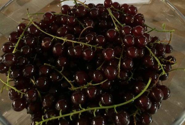 currant harvest