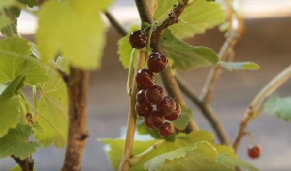 currant bush