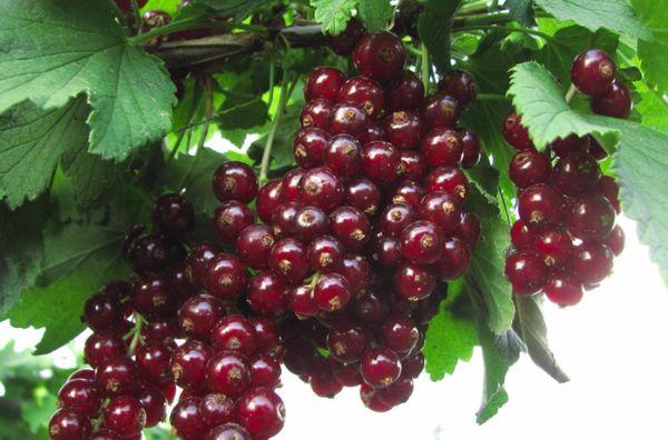 buah currant