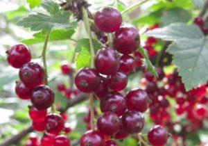 Description and characteristics of Viksne currant variety, planting and care rules