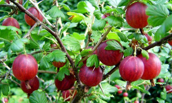 gooseberry bush