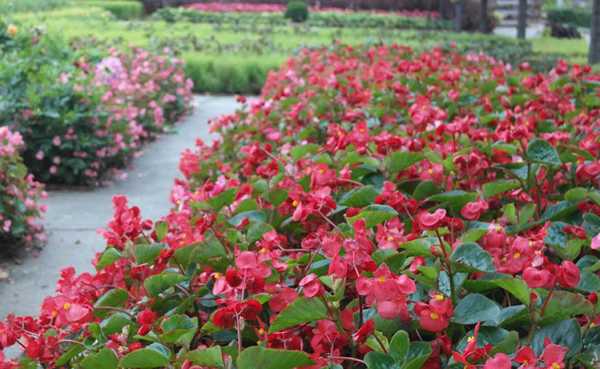 hermosa begonia siempre floreciente