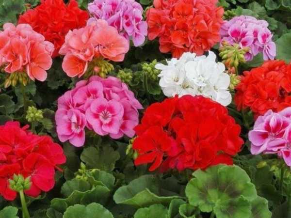 begonia siempre floreciente