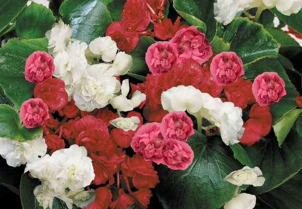 begonias sotr