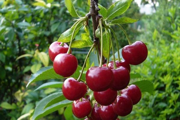  cereza infructuosa