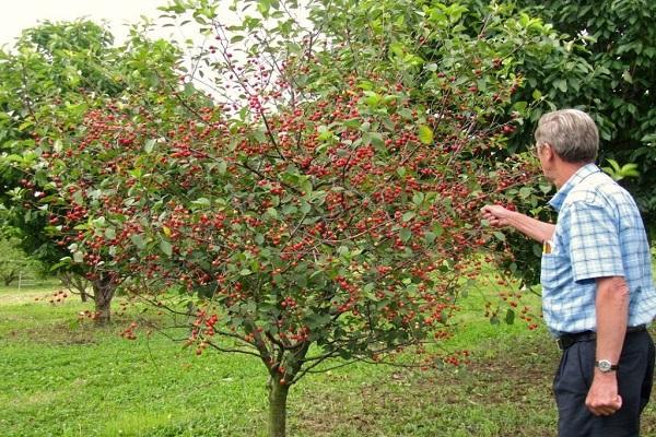 arbres trop petits