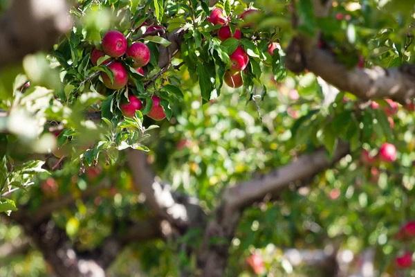 las manzanas están maduras