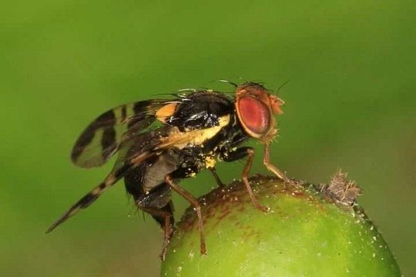 mosca de la cereza