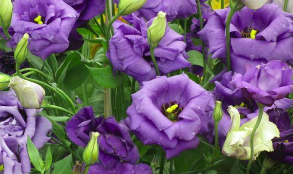 Lisianthus Russell