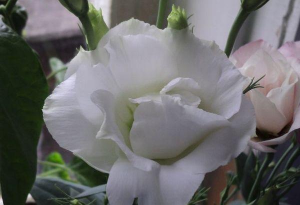 Eustoma vjernost F1