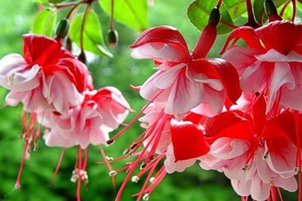 variétés fuchsia