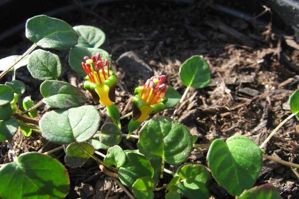 fleurs dans le sol