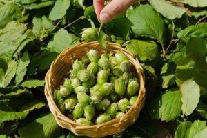 25 best varieties of hazelnuts with descriptions and characteristics, cultivation technology and care