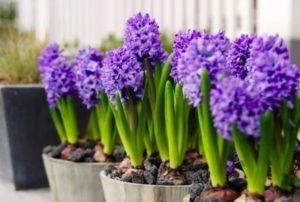 Description and characteristics of varieties and types of hyacinths, cultivation rules