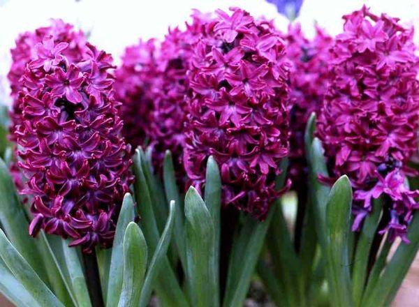 Hyacinth woodstock