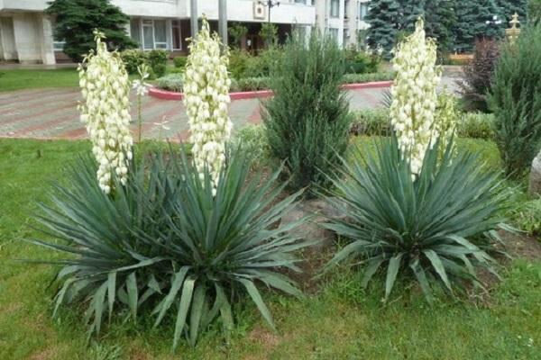 fleurs plantées