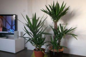 14 popular yucca varieties with descriptions and characteristics