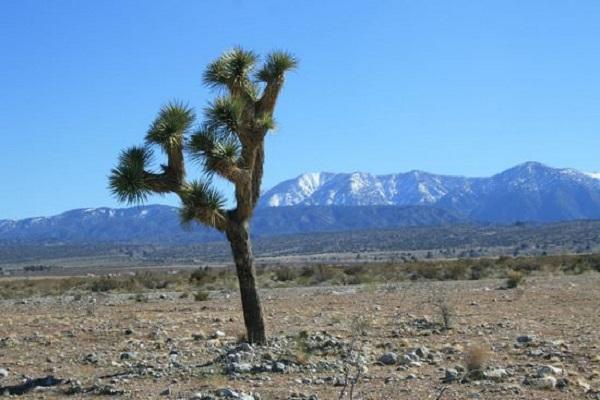 tree yucca