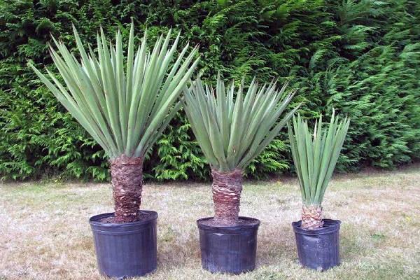 Pokok renek Amerika Selatan