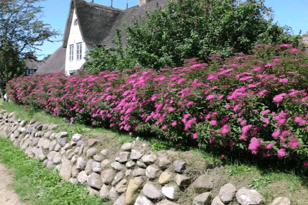 piedras junto al macizo de flores