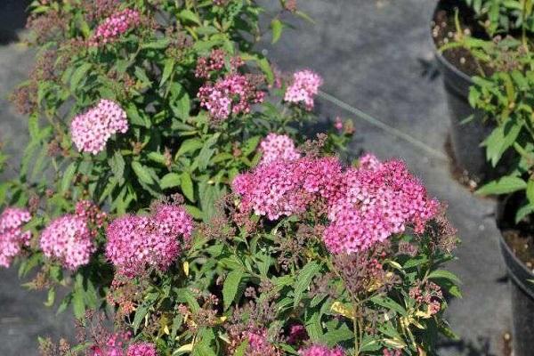 planter des plants