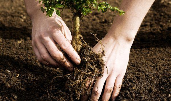 planting spirea