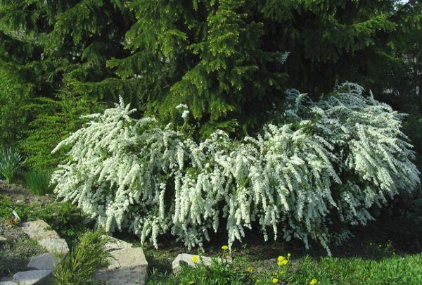 spireas en el jardín