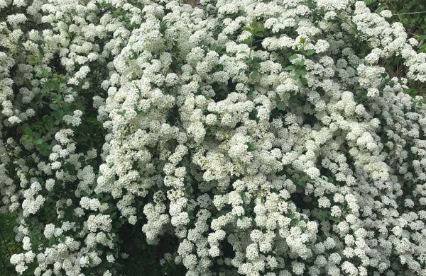 White flowers