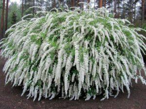 Description and characteristics of Argut spirea, planting, cultivation and care