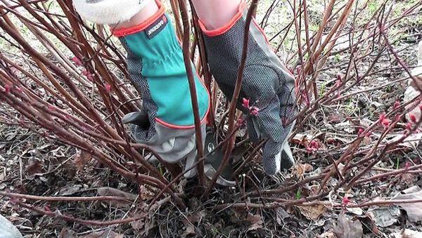 Spire pruning