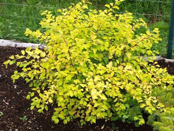 Kellastunut Spirea