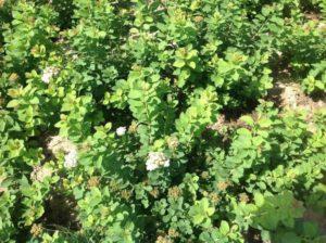 Paglalarawan ng mga varieties ng birch spirea, planting at pangangalaga sa bukas na patlang