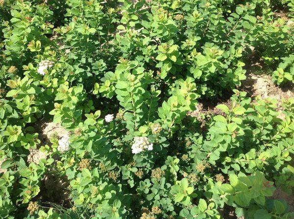 Spirea Bush