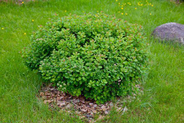 Spirea en el jardín