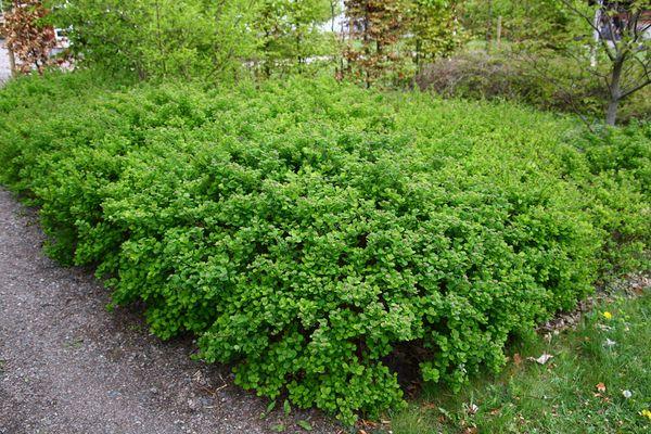 spirea en el bosque