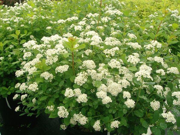 kvetoucí Spirea