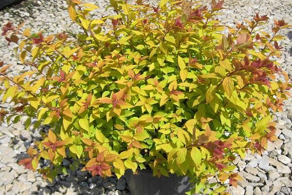 spirea firelight