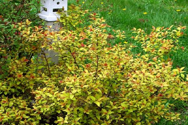 Japanese spirea