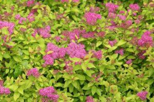 Description and characteristics of the Spirea Firelight variety, planting and care