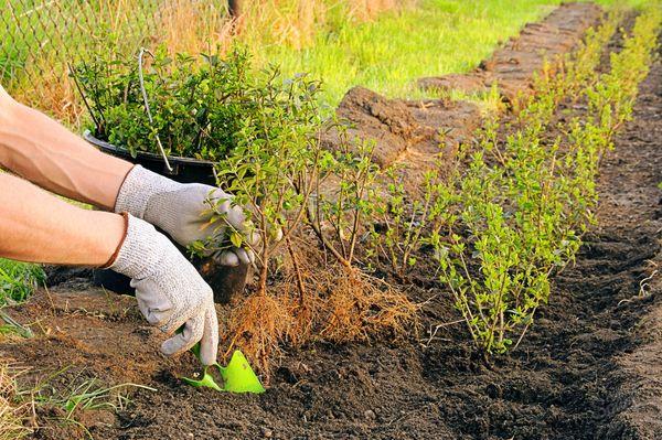 plantando spirea