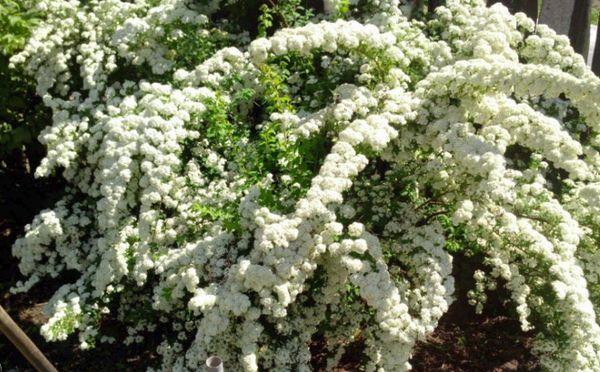 spirée en fleurs