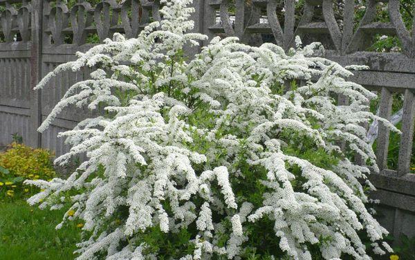 white spirea